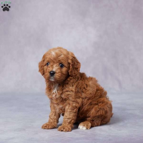 Hazel, Cavapoo Puppy